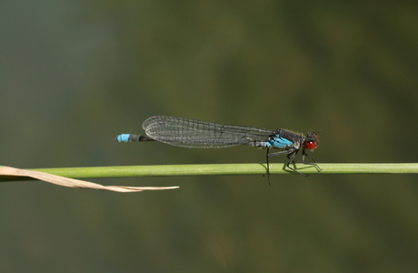 Großes Granatauge (Erythromma najas) - © Emanuel Trummer